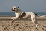 BOULEDOGUE AMERICAIN 212